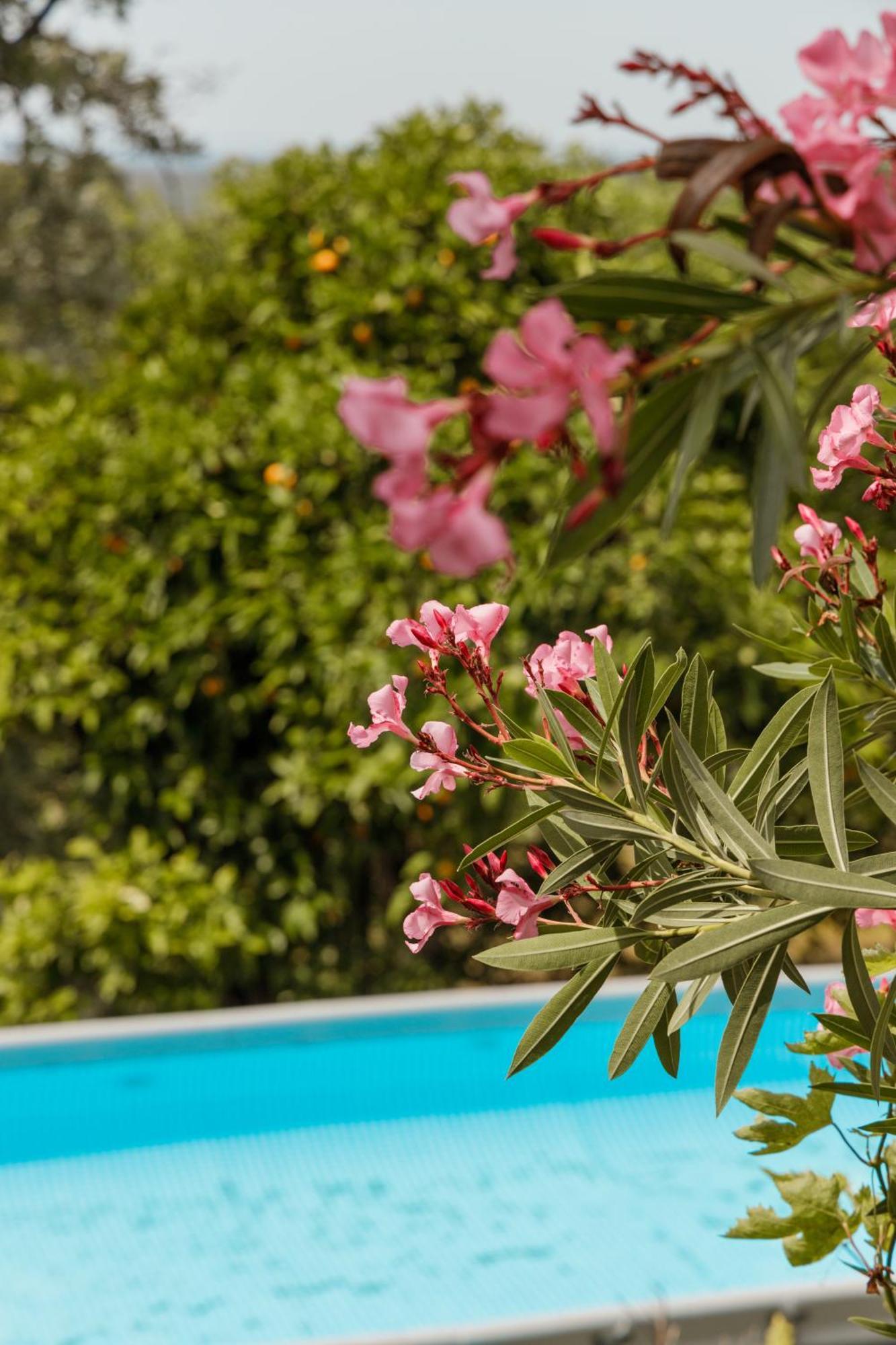 Casa Rural En Candeleda Con Piscina Y Un Maravilloso Jardin Exterior foto